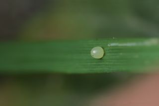  (Setaria sp.)