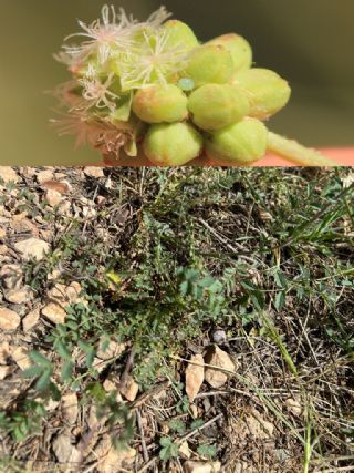 Uyuzotu (Scaibosa sp. )