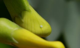 Sinameki (Colutea cilicica)