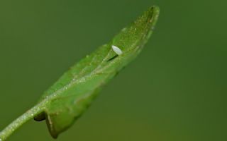  (Brassicaceae/Barbarea sp.)