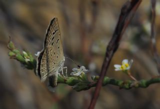  (Polygonum equisetiforme )