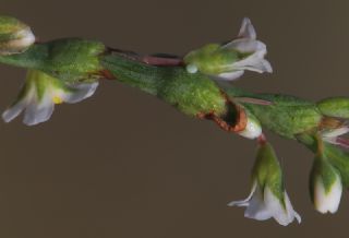  (Polygonum equisetiforme )