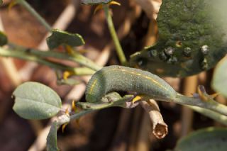 Kapari, Gebere (Capparis sp. )