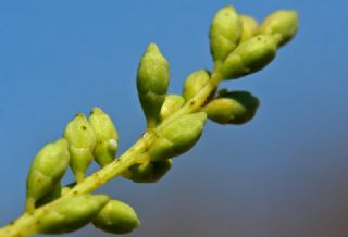 ediotu (Prosopis farcta)