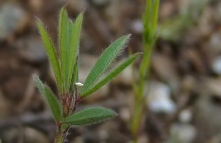 gl (Trifolium sp.)