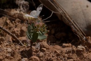 Arap Taantas (Aethionema arabicum)