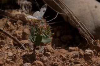 Arap Taantas (Aethionema arabicum)