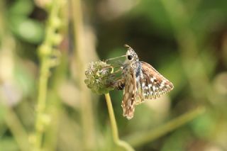 Uyuzotu (Scaibosa sp. )