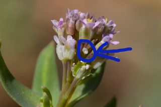 Alkayagl (Aethionema carneum (Banks & Sol.) B.Fedtsch.	)