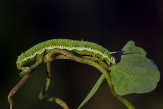 Bacrgan (Cynanchum acutum)