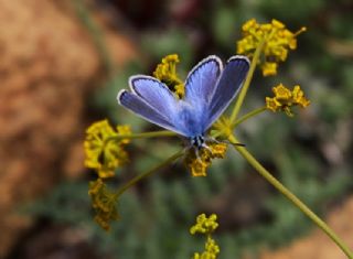 okgzl Meneke Mavisi (Polyommatus thersites)