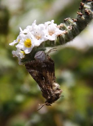 Tr almalar ([unknown genus] n/a)