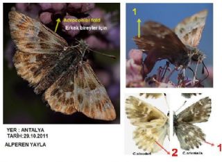 �ark Z�pz�p�&nbsp;(Carcharodus&nbsp;orientalis)