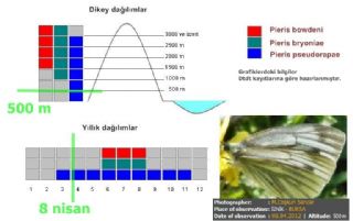 Yalanc Beyazmelek (Pieris pseudorapae)