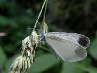 Narin Orman Beyaz (Leptidea sinapis)