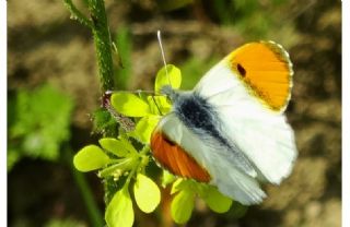 Turuncu Ssl (Anthocharis cardamines)