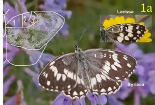 Kara Melike (Melanargia syriaca)