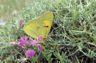 Sar Azamet (Colias croceus)