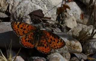 Gzel parhan (Melitaea trivia)