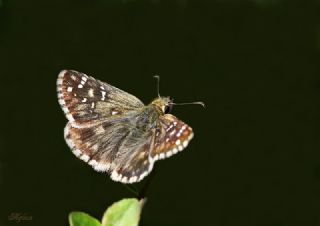 Tr almalar ([unknown genus] n/a)