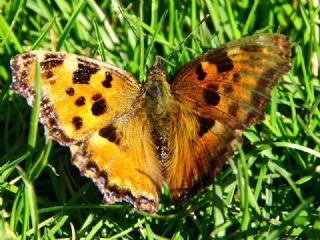 Karaaa Nimfalisi (Inachis polychloros)