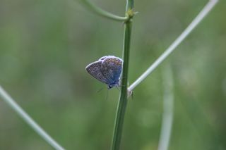 okgzl Mavi (Polyommatus icarus)