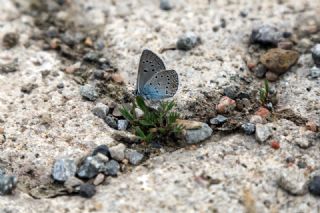 okgzl Amanda (Polyommatus amandus)