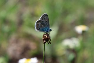 okgzl Mavi (Polyommatus icarus)