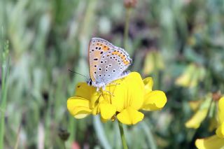 Byk Mor Bakr Gzeli (Lycaena alciphron)