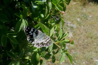 Anadolu Melikesi (Melanargia larissa)