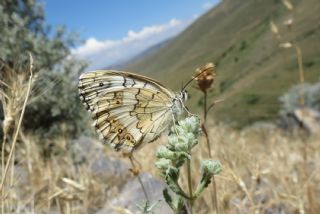 Anadolu Melikesi (Melanargia larissa)