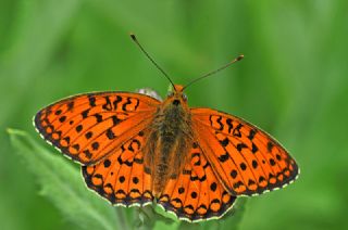 Niyobe (Argynnis niobe)