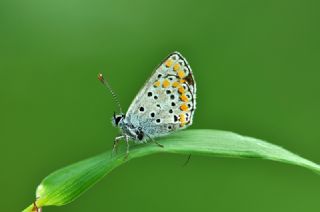 Tr almalar ([unknown genus] n/a)