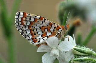 Gzel Nazuum (Euphydryas orientalis)