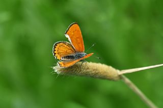 Kk Ate Gzeli (Lycaena thersamon)