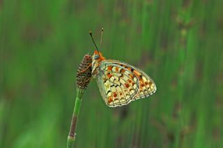 Niyobe (Fabriciana niobe)