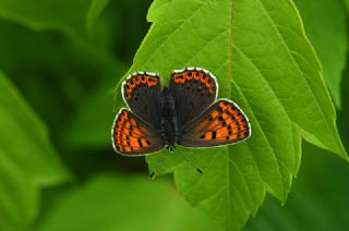 sli Bakr Gzeli (Lycaena tityrus)