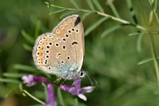 okgzl Amanda (Polyommatus amandus)