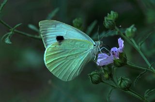 Byk Beyazmelek  (Pieris brassicae)