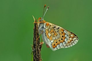 Gzel Nazuum (Euphydryas orientalis)