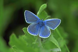 okgzl Meneke Mavisi (Polyommatus thersites)