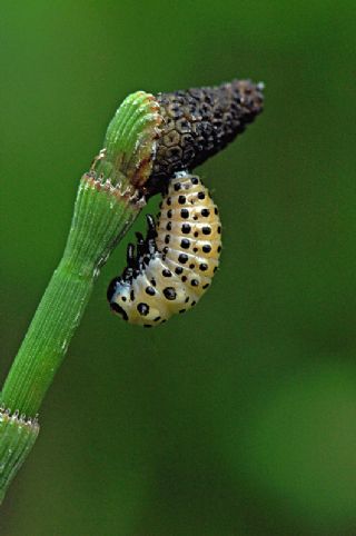 Tr almalar ([unknown genus] n/a)