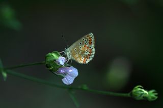 okgzl Esmer (Aricia agestis)