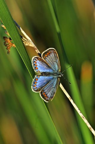 okgzl Mavi (Polyommatus icarus)