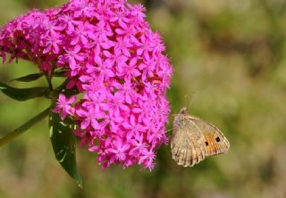 Anadolu Yalanccads (Pseudochazara anthelea)