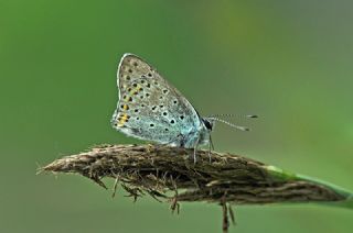 sli Bakr Gzeli (Lycaena tityrus)