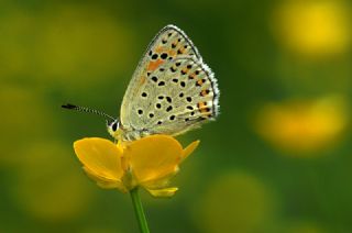 sli Bakr Gzeli (Lycaena tityrus)