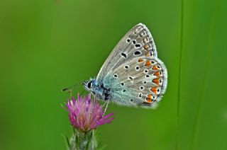 okgzl Meneke Mavisi (Polyommatus thersites)