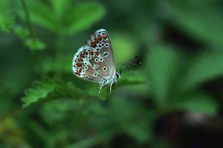 okgzl Esmer (Aricia agestis)