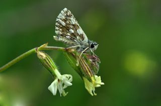 Kzl Zpzp (Spialia orbifer)